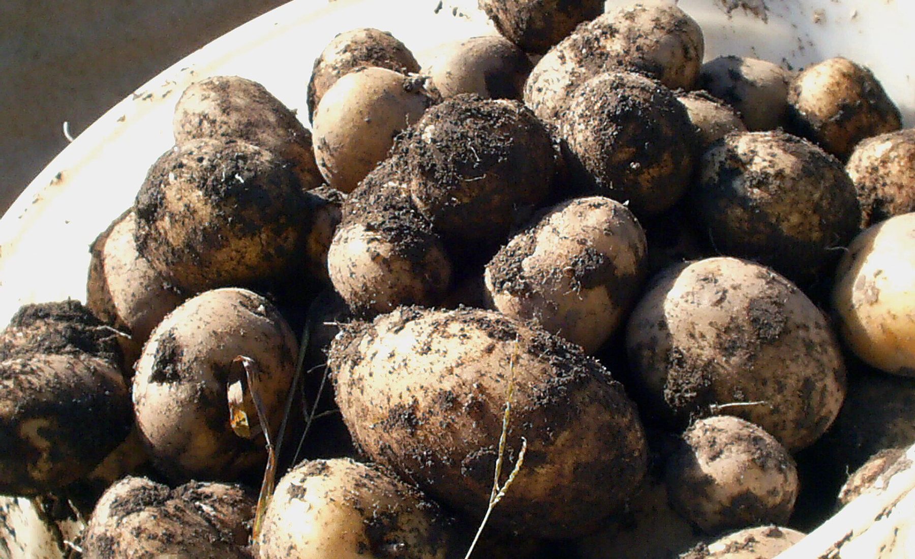 Frozen Potatoes